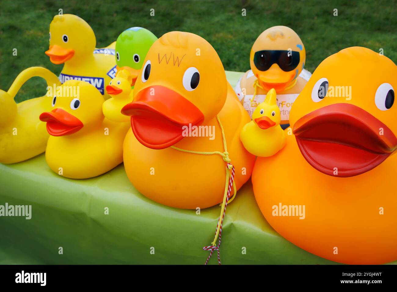 Das Great Warrington and Latchford Duck Race Stockfoto