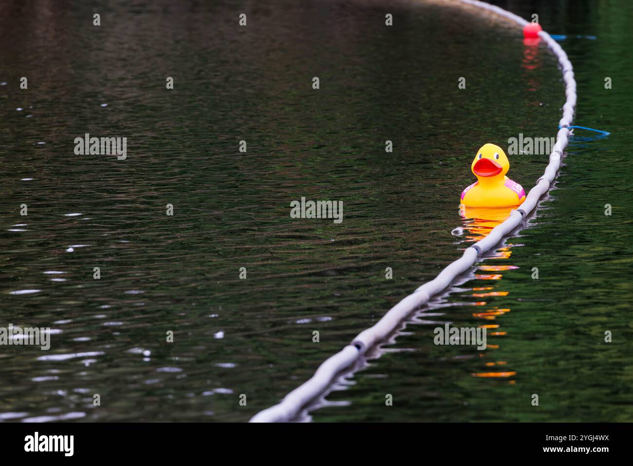 Das Great Warrington and Latchford Duck Race Stockfoto