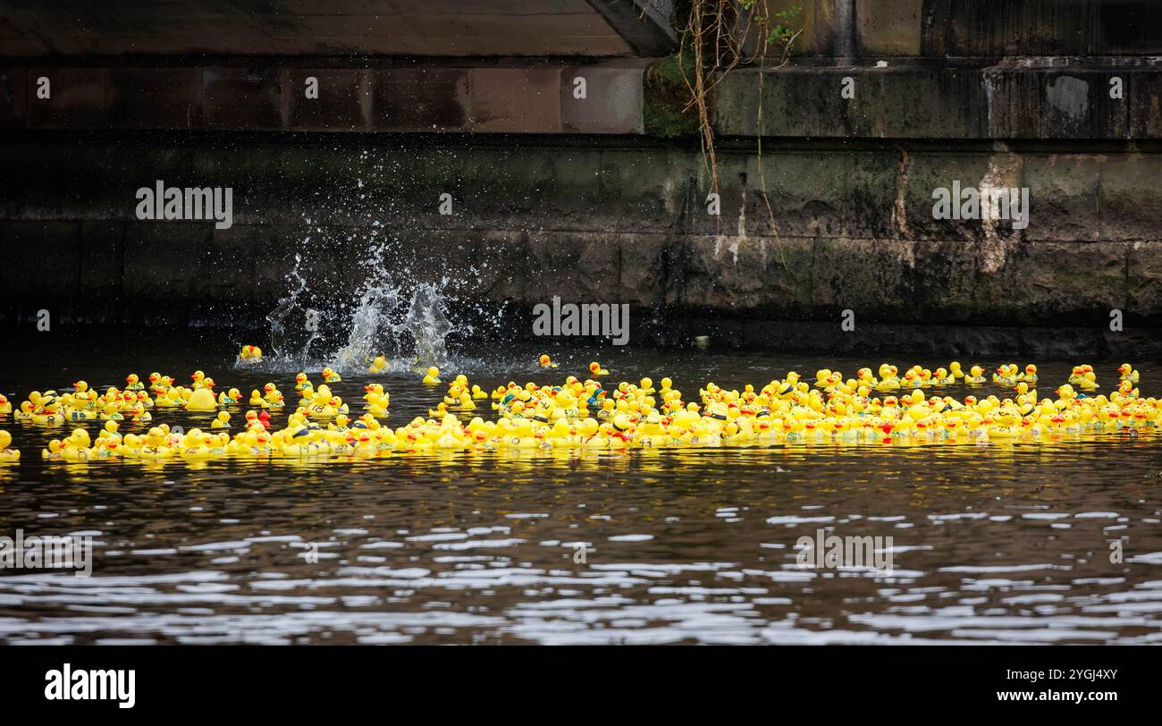 Das Great Warrington and Latchford Duck Race Stockfoto