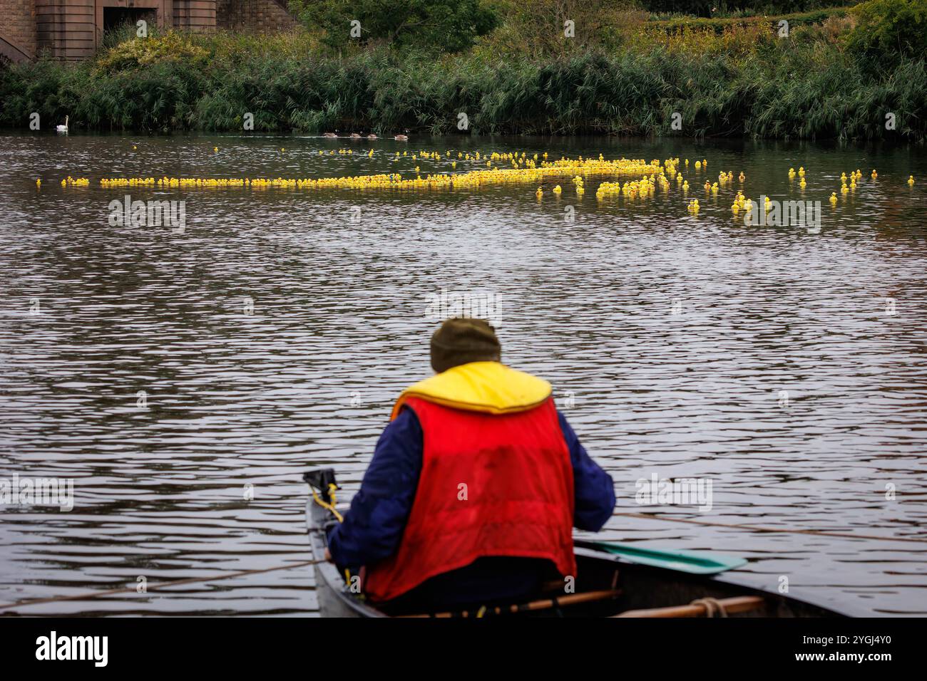 Das Great Warrington and Latchford Duck Race Stockfoto