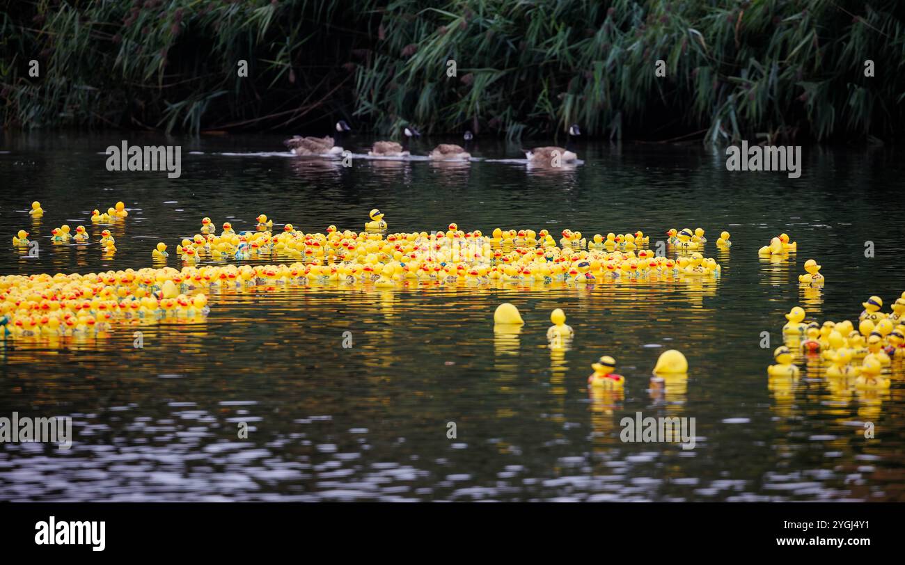 Das Great Warrington and Latchford Duck Race Stockfoto