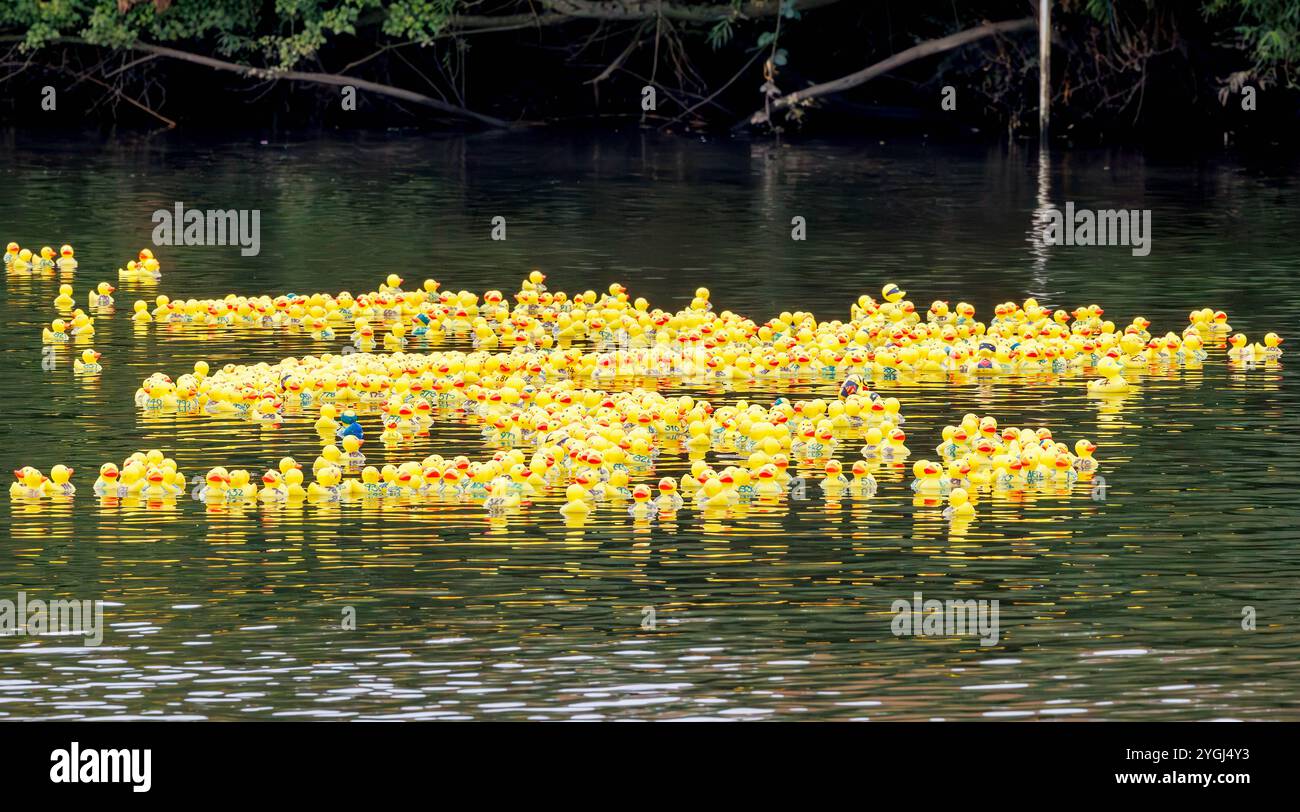 Das Great Warrington and Latchford Duck Race Stockfoto