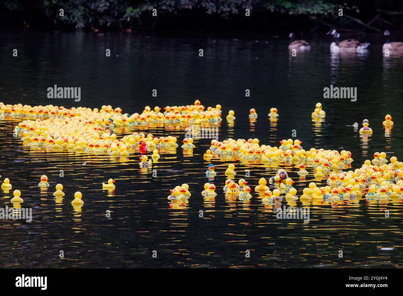 Das Great Warrington and Latchford Duck Race Stockfoto