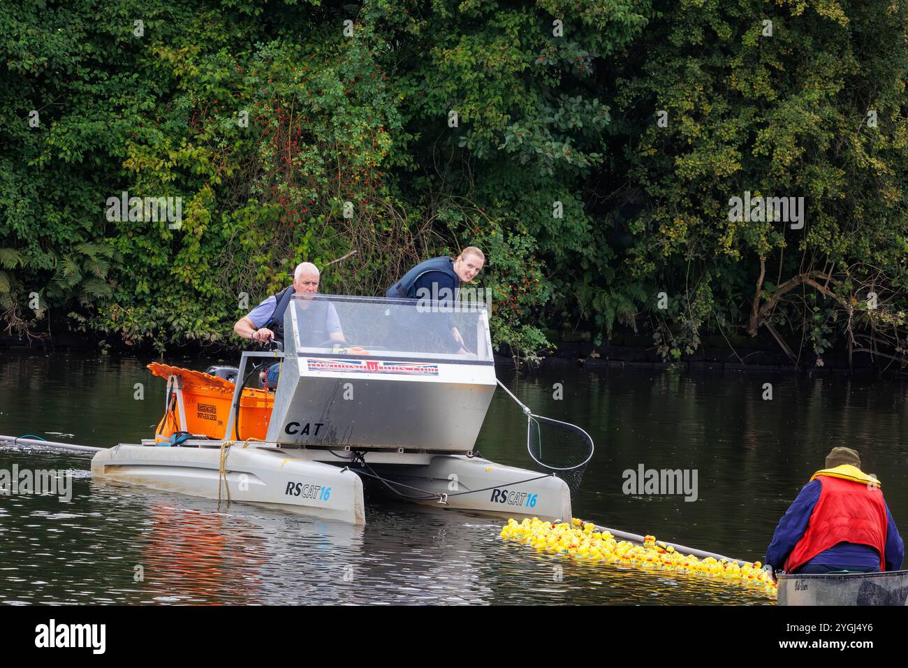 Das Great Warrington and Latchford Duck Race 2024 – Abgeordnete Charlotte Nicholls hilft dabei, die Enten zu sammeln, die über die Ziellinie geflohen sind Stockfoto