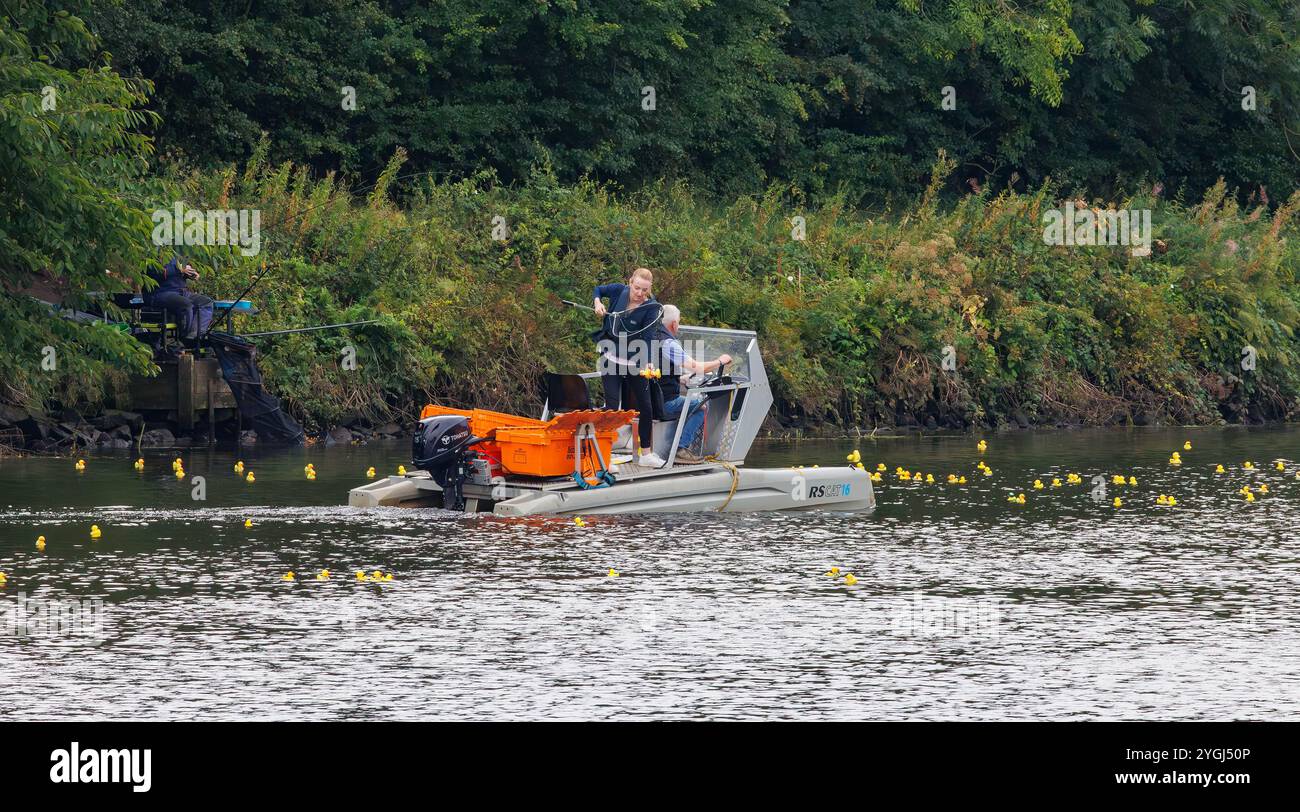 Das Great Warrington and Latchford Duck Race 2024 – Abgeordnete Charlotte Nicholls hilft dabei, die Enten zu sammeln, die über die Ziellinie geflohen sind Stockfoto