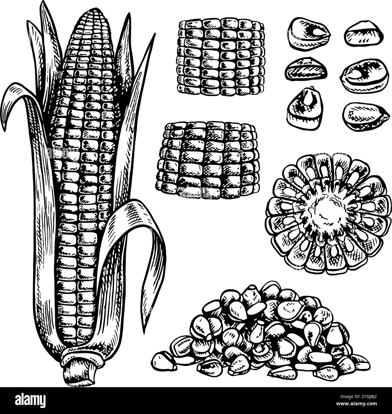 Ein Set mit Mais. In Scheiben geschnittene und ganze Maiskolben und Körner. Vektorgrafiken. Handgezeichnete Schwarzweiß-Illustration. Auf weißem Hintergrund. Ideal für das Labor Stock Vektor