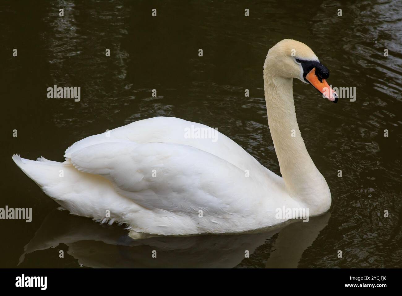 25. April 24 Ein einsamer Mute Swan auf dem Kanal in Bath, Somerset England im Frühjahr Stockfoto