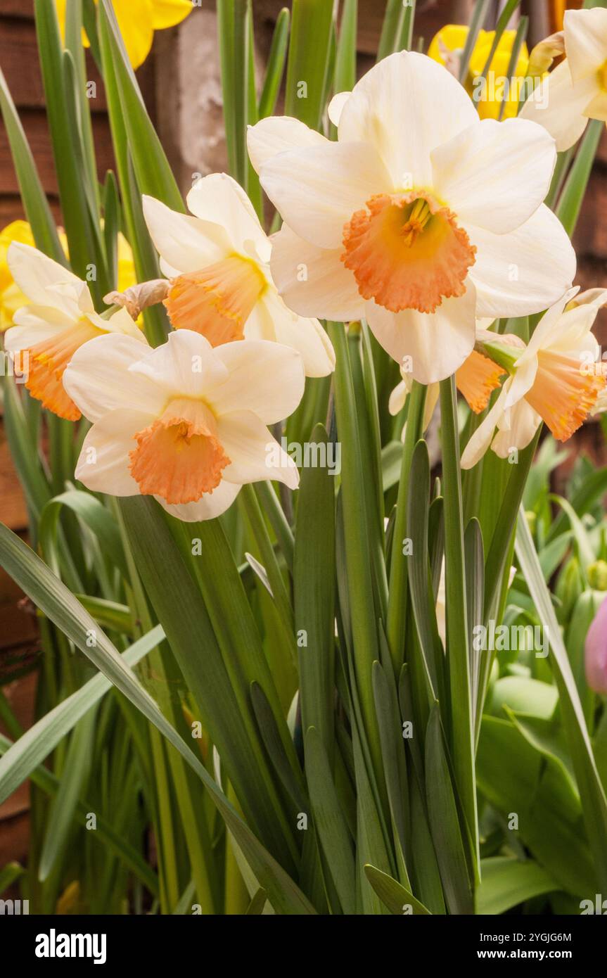 Nahaufnahme der Gruppe von Narzisse Pastel Juwel im Frühjahr. Dies ist eine blassgelbe und korallenfarbene Abteilung 4 große gekuppelte Narzissen und ist eine Laubstaude Stockfoto