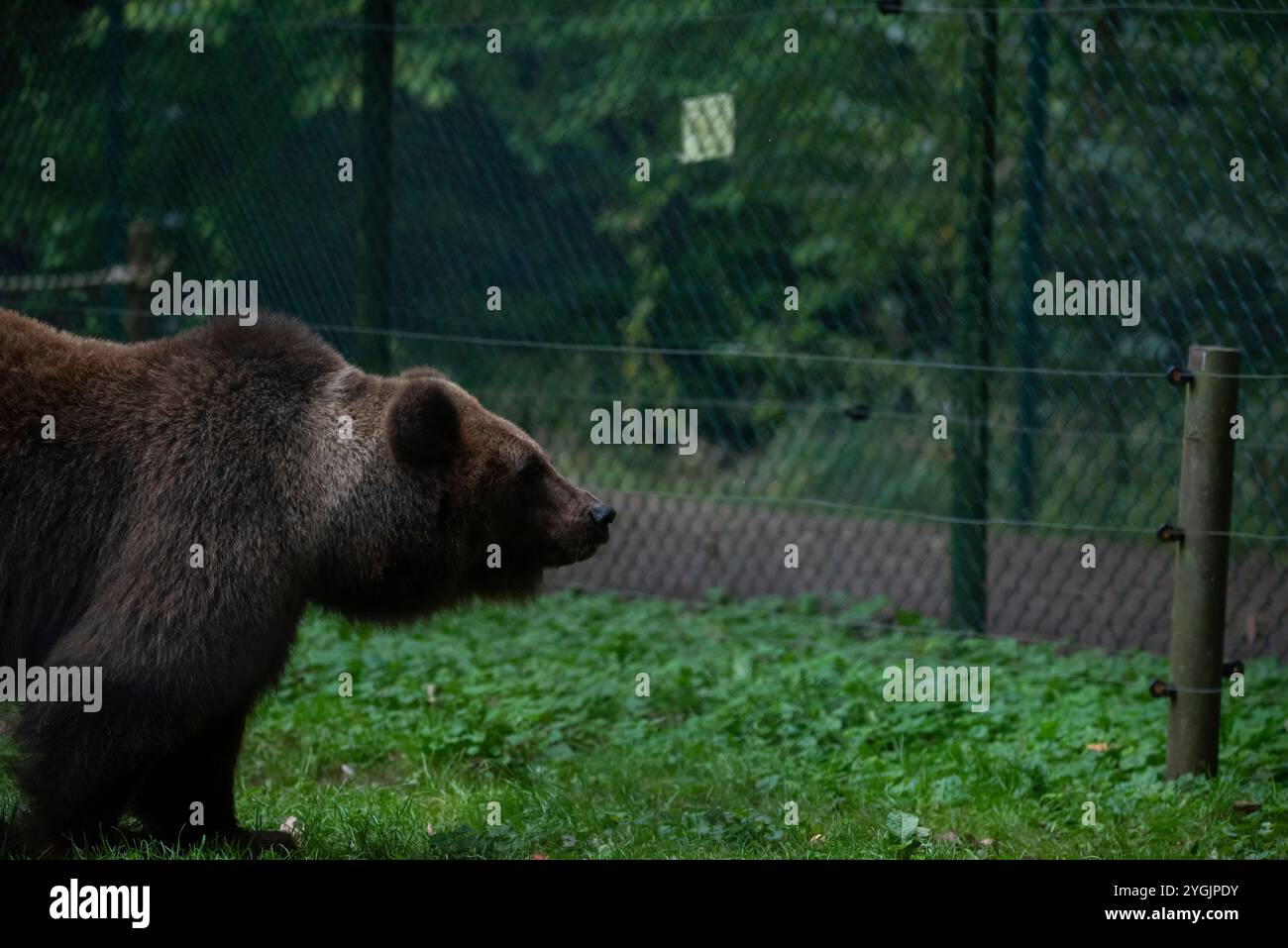 Braunbär, Müritz Bärenpark, Naturschutzzentrum für Braunbären aus Zoos, Zirkussen und privaten Betrieben, betrieben von der Tierschutzstiftung Stockfoto