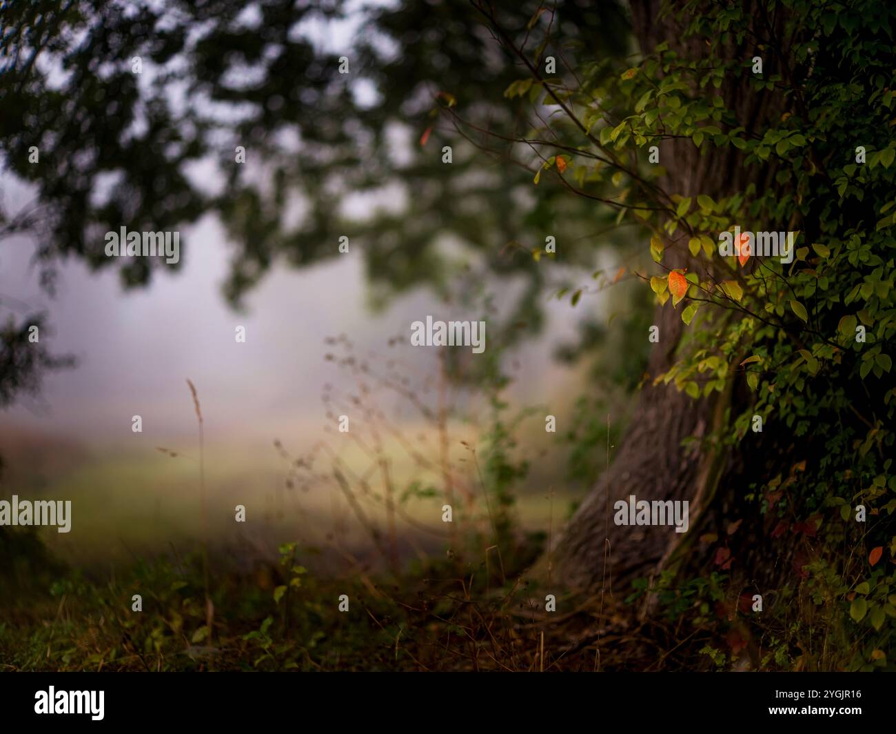 Blätter im Herbst Stockfoto