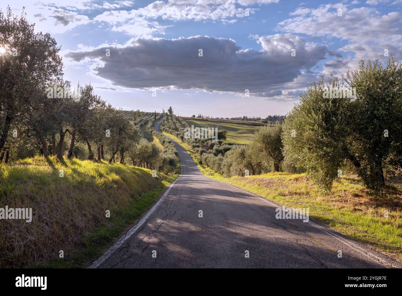 Avenue olive trees -Fotos und -Bildmaterial in hoher Auflsung  Alamy