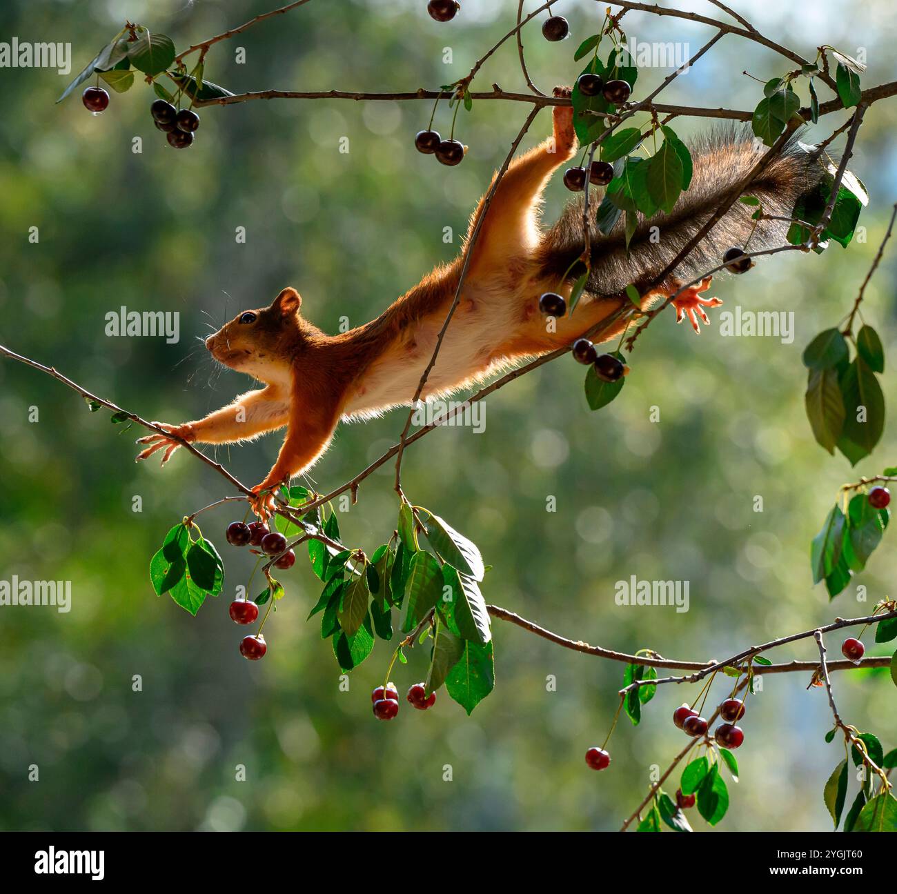 Rotes Eichhörnchen hängt in Kirschzweigen Stockfoto