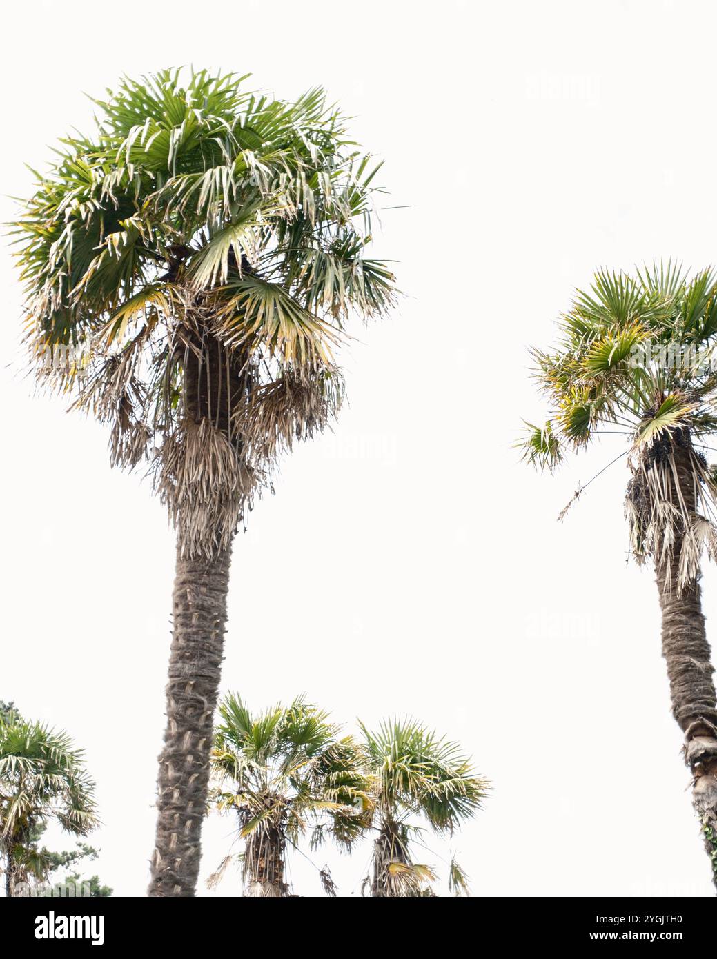 Palm Garden Hotel Stockfoto