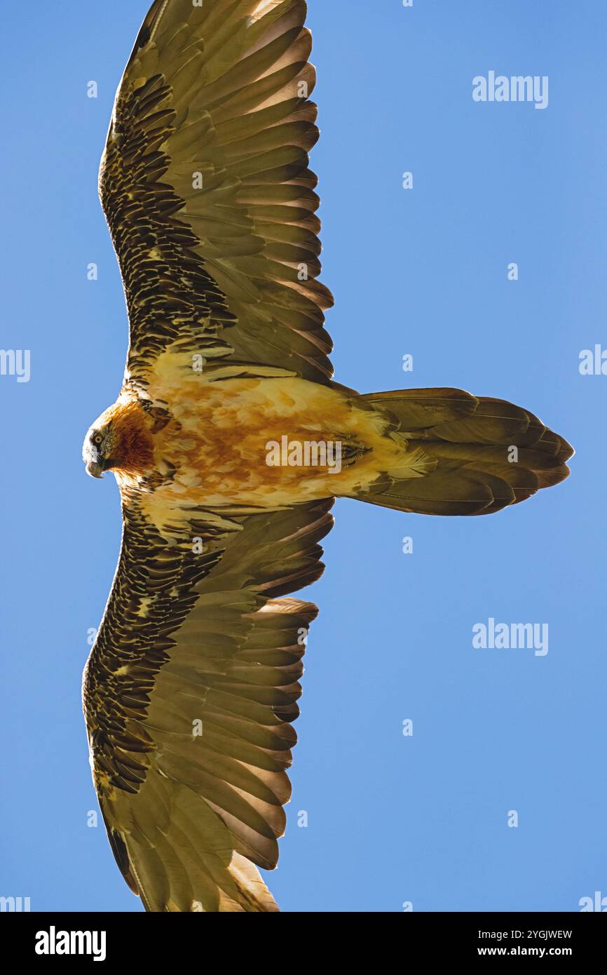 Lammergeier, Bartgeier (Gypaetus barbatus), im Flug am blauen Himmel, Detail, Österreich, Tirol Stockfoto