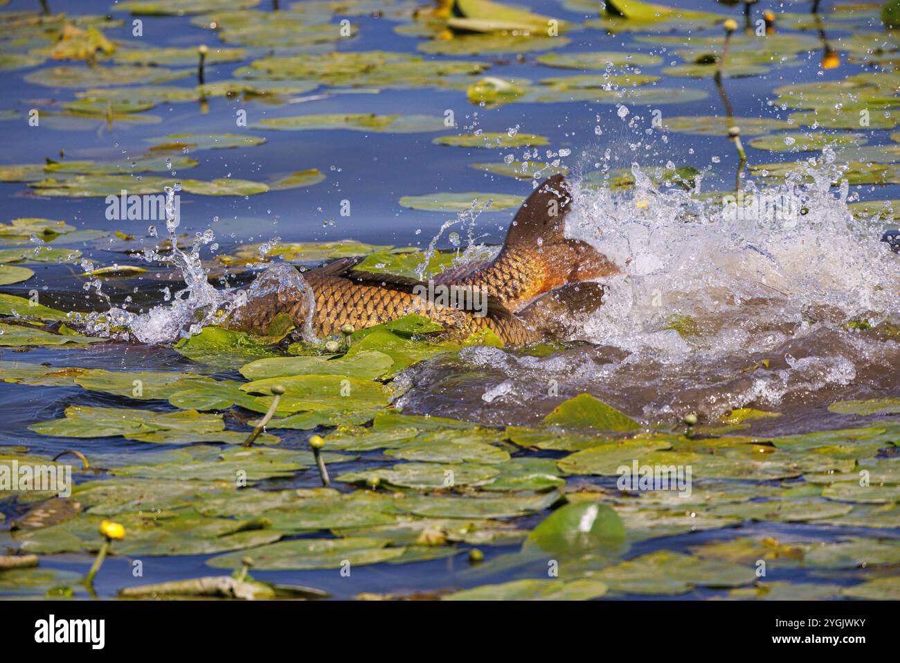 Schuppenkarpfen, europäischer Karpfen (Cyprinus carpio), Schuppenkarpfenlaicher im Teichrosenfeld, Deutschland Stockfoto