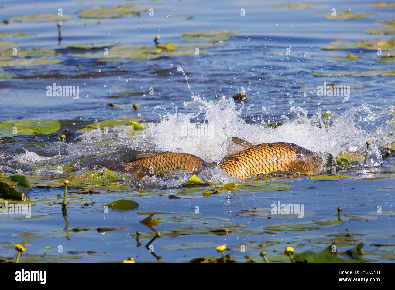 Schuppenkarpfen, europäischer Karpfen (Cyprinus carpio), Schuppenkarpfenlaicher im Teichrosenfeld, Deutschland Stockfoto