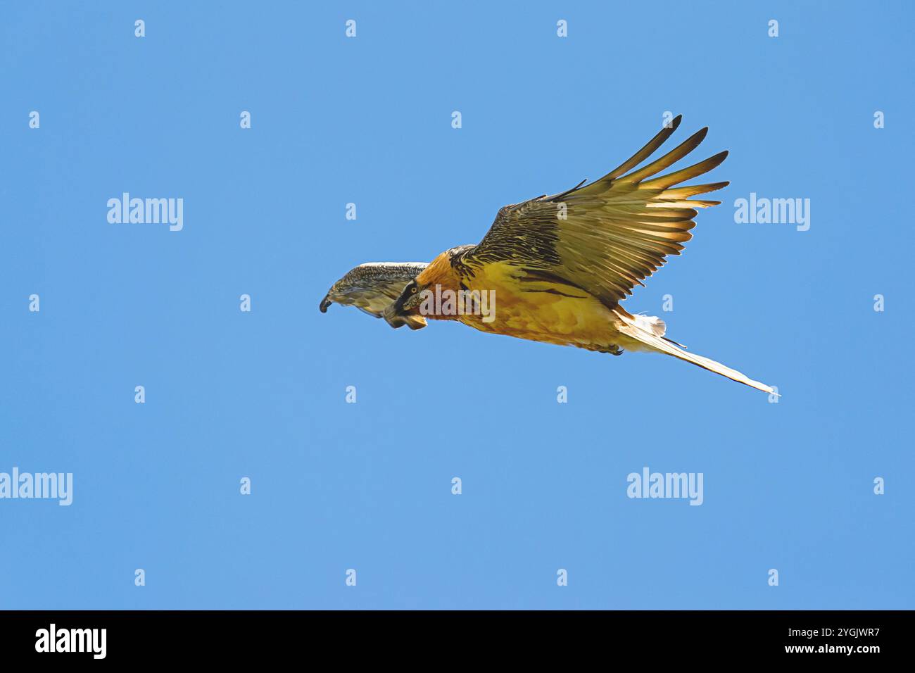 Lammergeier, Bartgeier (Gypaetus barbatus), im Flug, Österreich, Tirol Stockfoto