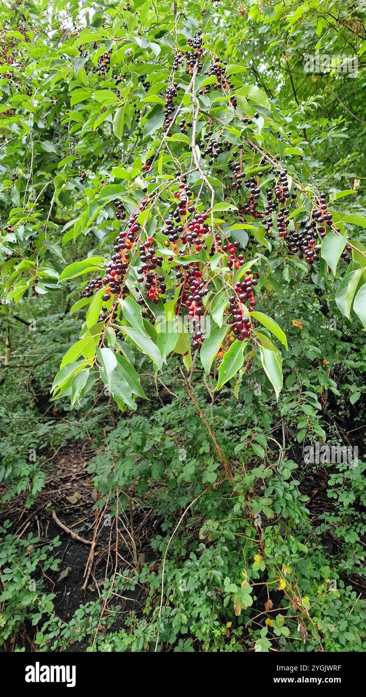 Amerikanische Vogelkirsche, Schwarzkirsche, Wildkirsche, Rumkirsche, Bergkirsche (Prunus serotina, Padus serotina), Fruchtzweige, Deutschland Stockfoto