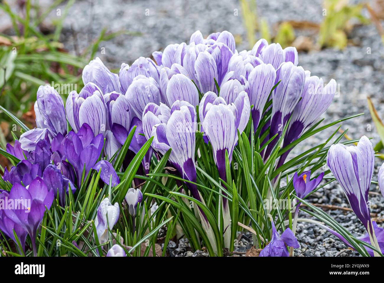 Niederländischer Krokus, Frühlingskrokus (Crocus vernus 'Pickwick', Crocus vernus Pickwick), Cultivar Pickwick Stockfoto