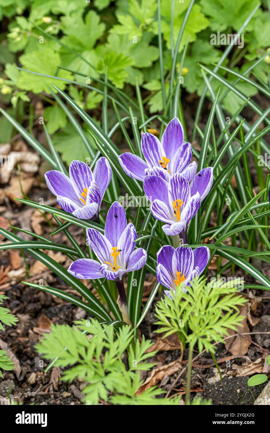 Niederländischer Krokus, Frühlingskrokus (Crocus vernus 'Pickwick', Crocus vernus Pickwick), Cultivar Pickwick Stockfoto
