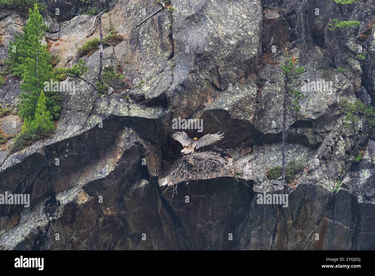 Lammergeier, Bartgeier (Gypaetus barbatus), landet im Nest auf einer Felswände, Österreich, Tirol Stockfoto