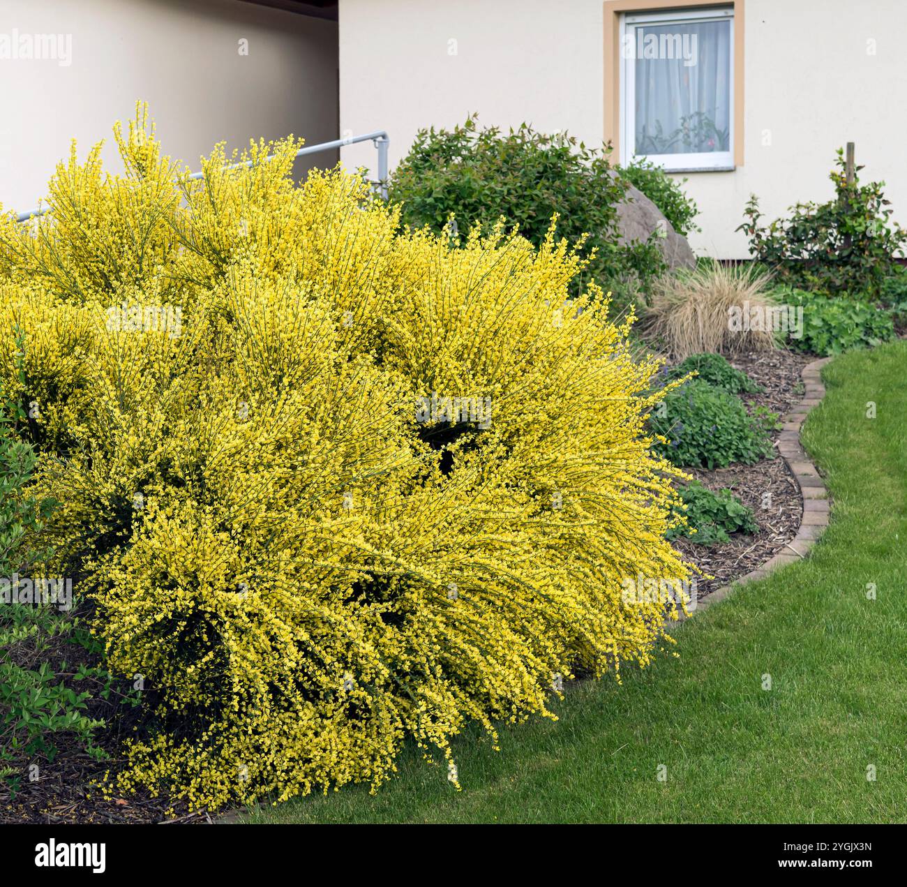 Warminster-Besen (Cytisus x praecox 'Allgold', Cytisus x praecox Allgold), blühender Busch, Sorte Allgold Stockfoto