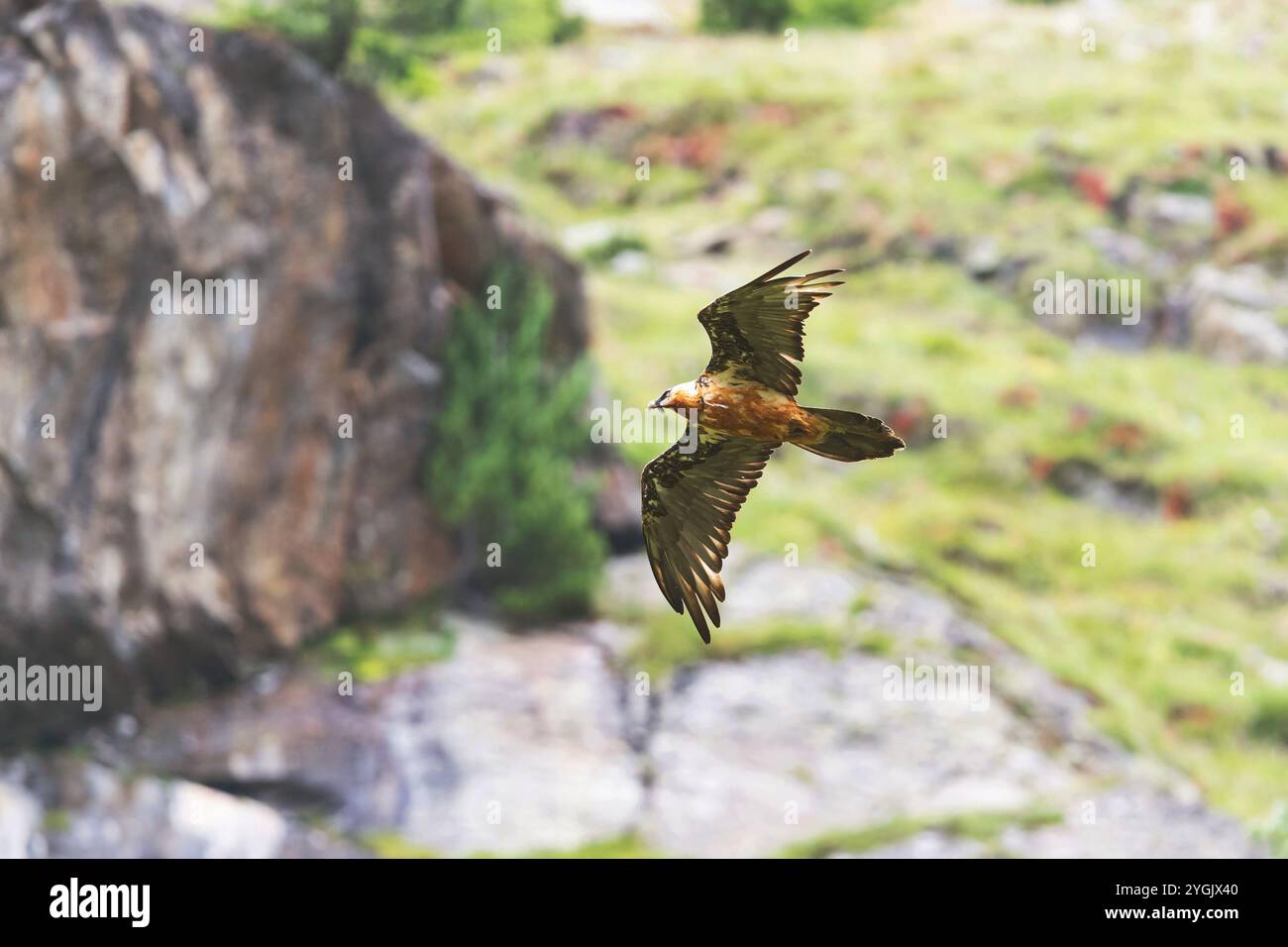 Lammergeier, Bartgeier (Gypaetus barbatus), im Flug vor Rocls, Österreich, Tirol Stockfoto