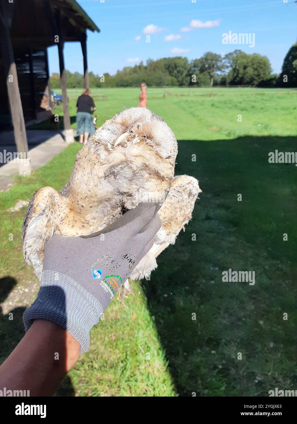 Scheuneneule (Tyto alba), gefunden tote Scheuneneule in der Hand, Deutschland Stockfoto