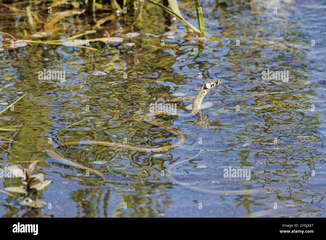 Grasschlange (Natrix natrix), Jagd auf kleine Fische am Seeufer, Deutschland, Bayern, Chiemsee Stockfoto