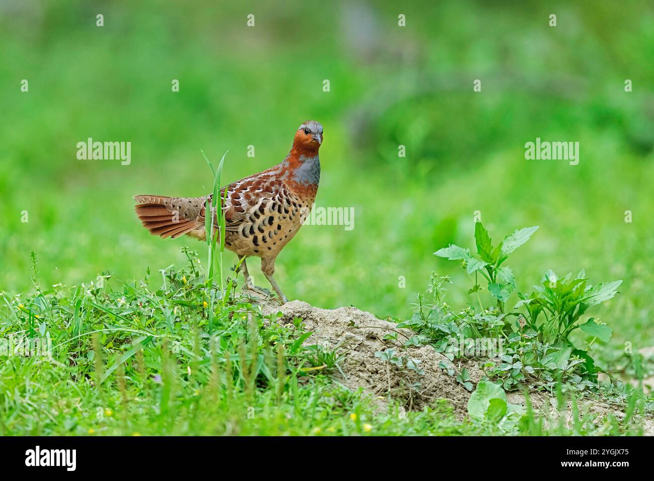 Chinesisches Bambushuhn (Bambusicola thoracicus, Bambusicola thoracica), auf dem Boden stehend, China, Sichuan Stockfoto