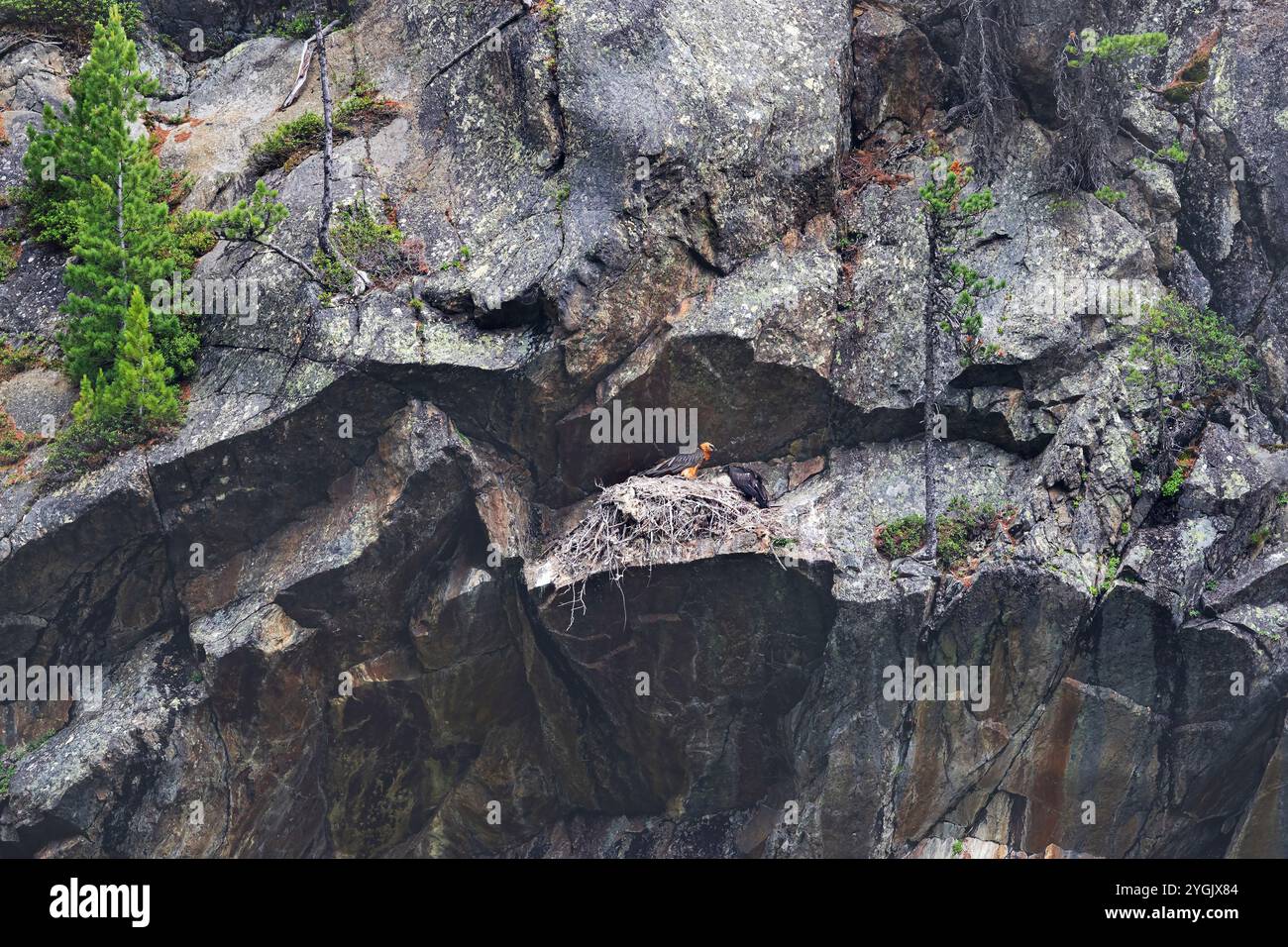 Lammergeier, Bartgeier (Gypaetus barbatus), sitzt auf dem Nest auf einer Felswände, Österreich, Tirol Stockfoto