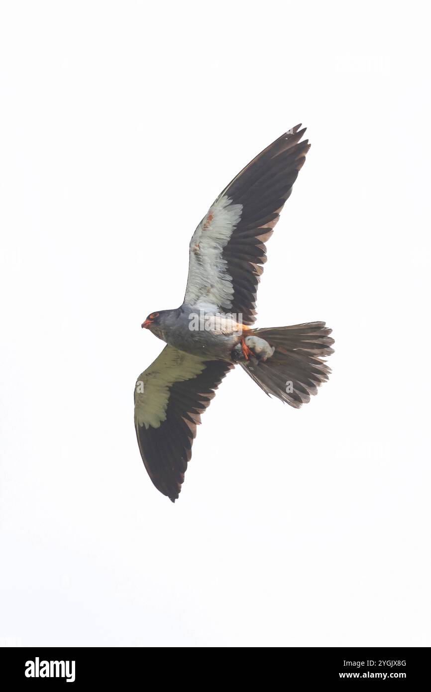 östliches Rotfußkrestel (Falco amurensis), im Flug, Mongolei Stockfoto