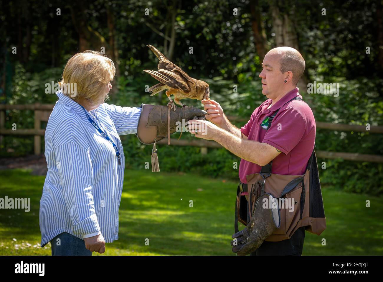 Die gewöhnliche Barn Owl mit einer Funkantenne, die mit den Flügeln flattert, während sie an einem Handschuh im Cheshire Falconry, Blakemere Craft Centre, Northwich, gespeist wird Stockfoto