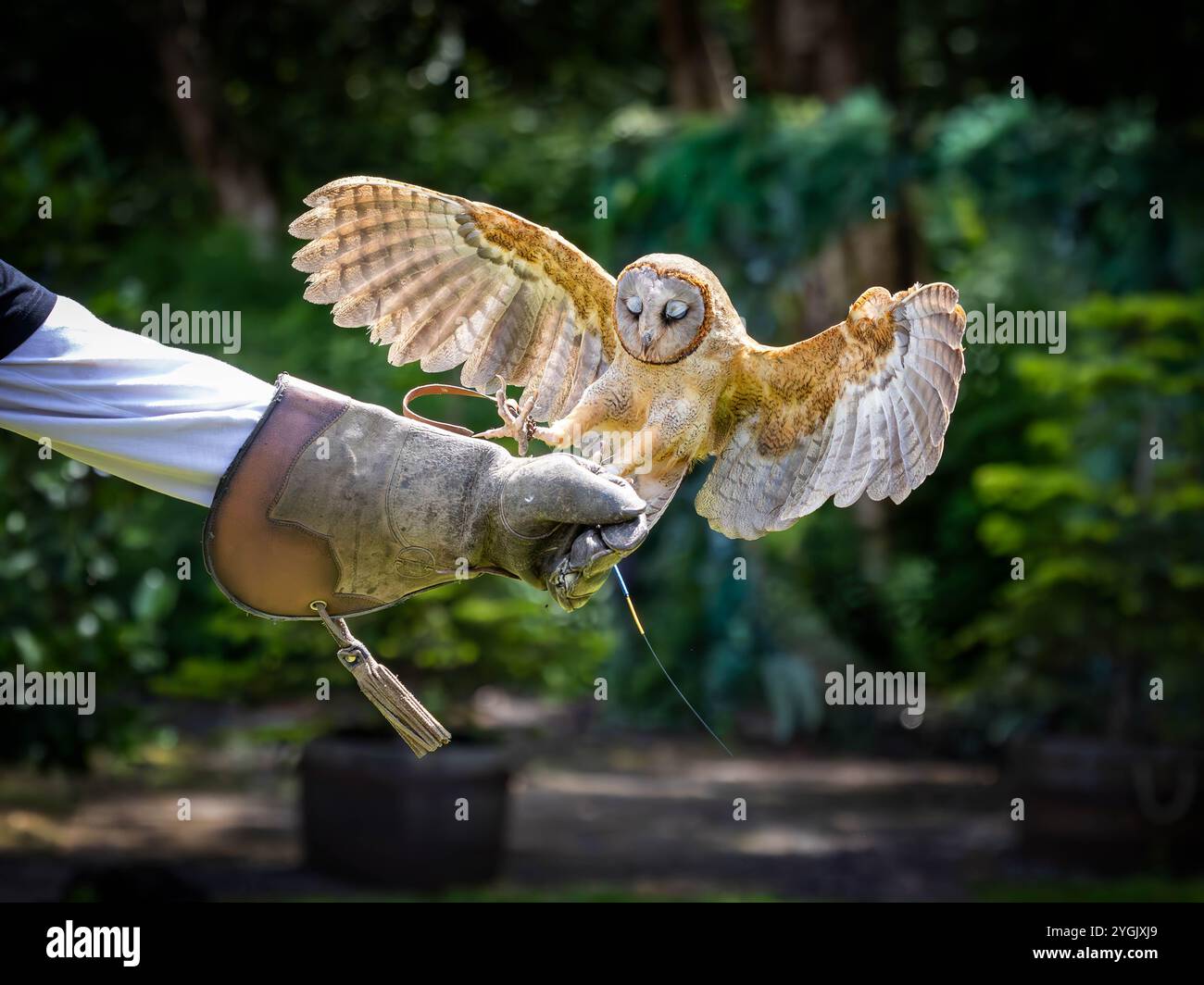 Gemeine Barn Owl mit Funkantenne, die auf einem Lederhandschuh eines Besuchers im Cheshire Falconry, Blakemere Craft Centre, Northwich landet Stockfoto