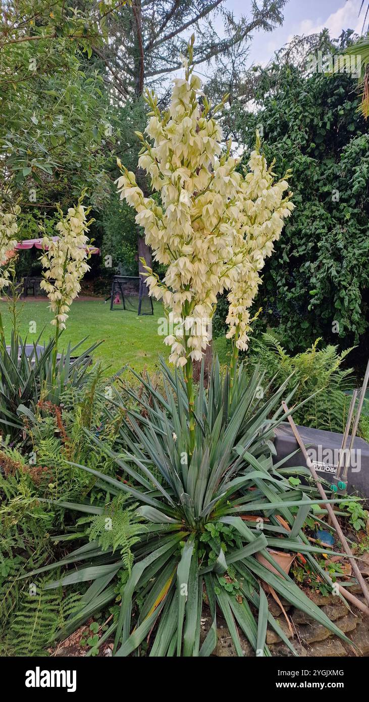 Adam's Needle, schwach - leaf Yucca (Yucca Filamentosa), blühen in einem Garten, Deutschland Stockfoto