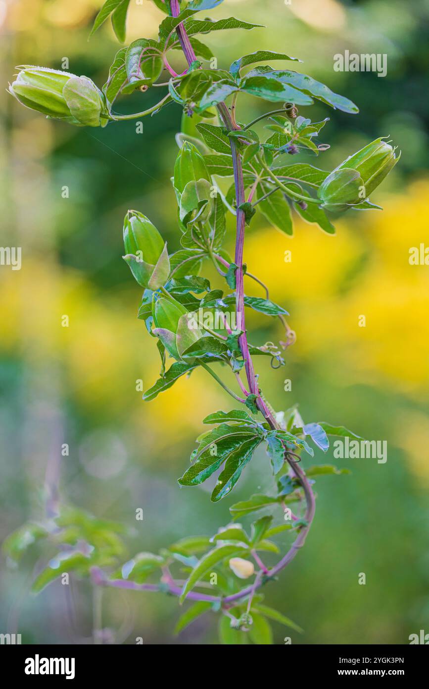Blaue Passionsblume (Passiflora caerulea) im Garten, Knospen, Bokeh Stockfoto