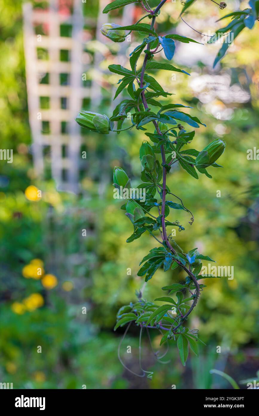 Blaue Passionsblume (Passiflora caerulea) im Garten, Knospen, Bokeh Stockfoto