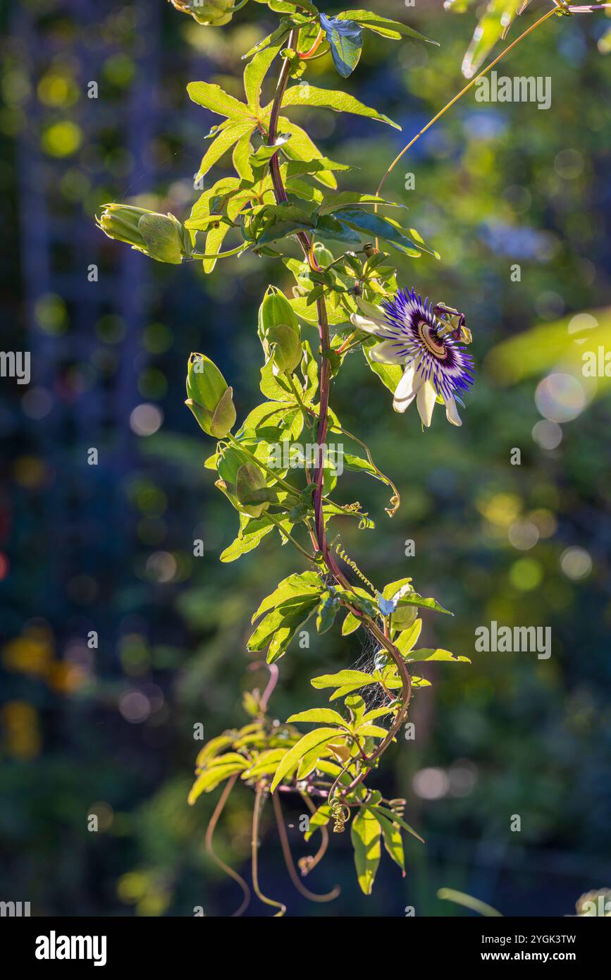 Blaue Passionsblume (Passiflora caerulea) im Garten, Knospen, Bokeh Stockfoto