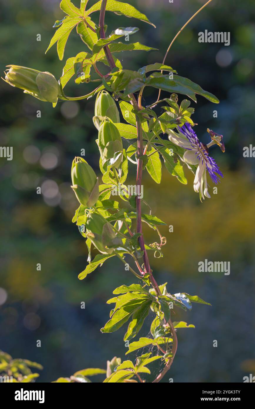 Blaue Passionsblume (Passiflora caerulea) im Garten, Knospen, Bokeh Stockfoto