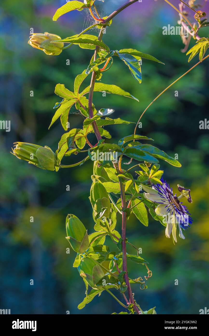 Blaue Passionsblume (Passiflora caerulea) im Garten, Knospen, Bokeh Stockfoto