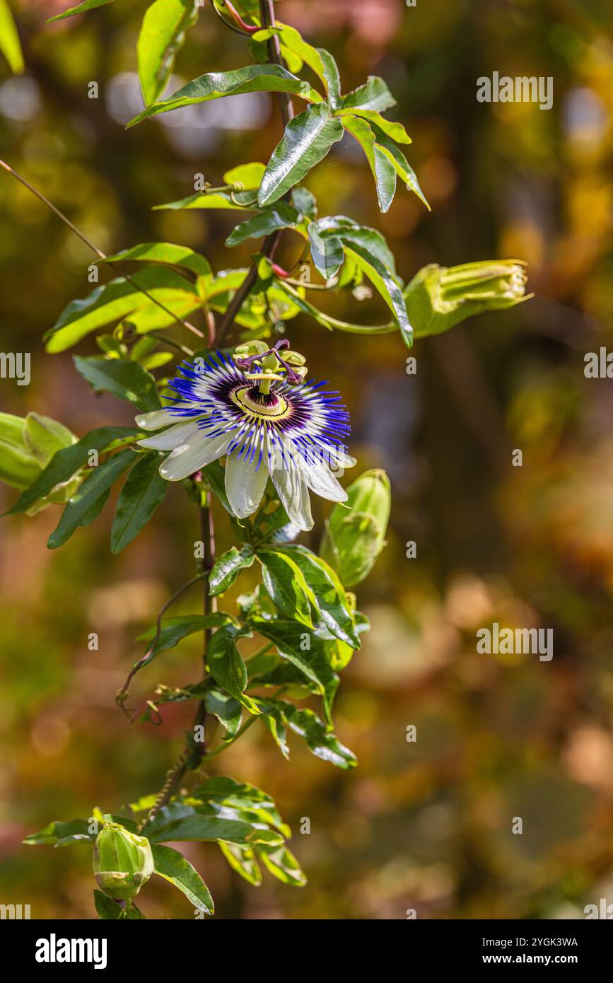 Blaue Passionsblume (Passiflora caerulea) im Garten, Knospen, Bokeh Stockfoto