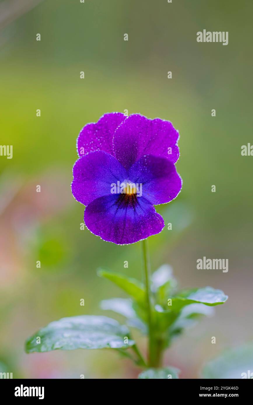 Wildes Stiefmütterchen, Blume, Nahaufnahme Stockfoto
