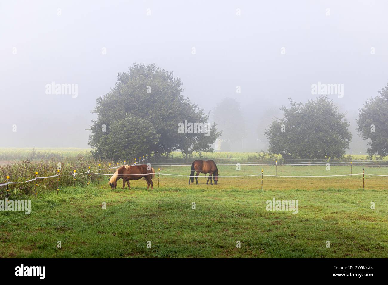 Pferde auf einer Wiese, neblig Stockfoto