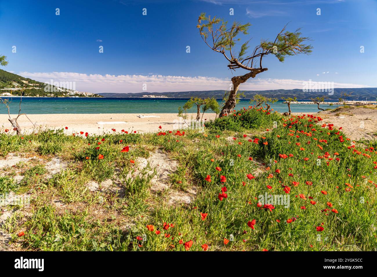 Mohnblumen am Strand von Velika Plaza in Omis, Kroatien, Europa Stockfoto