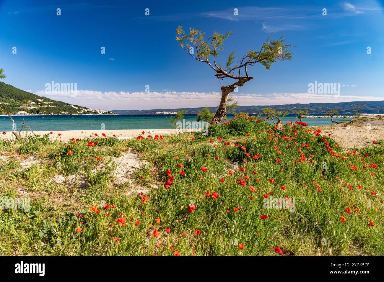 Mohnblumen am Strand von Velika Plaza in Omis, Kroatien, Europa Stockfoto