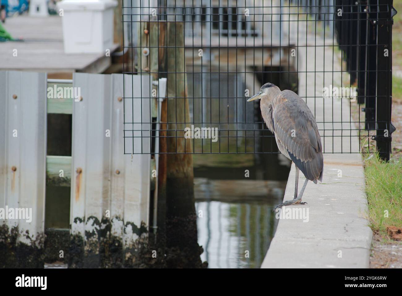 Isolierter blaugrauer Reiher, der auf zwei Beinen am Rand einer Metallbetonmauer thront. Blick ins Wasser in der Nähe des Yachthafens. Profilansicht auf einem Clou Stockfoto