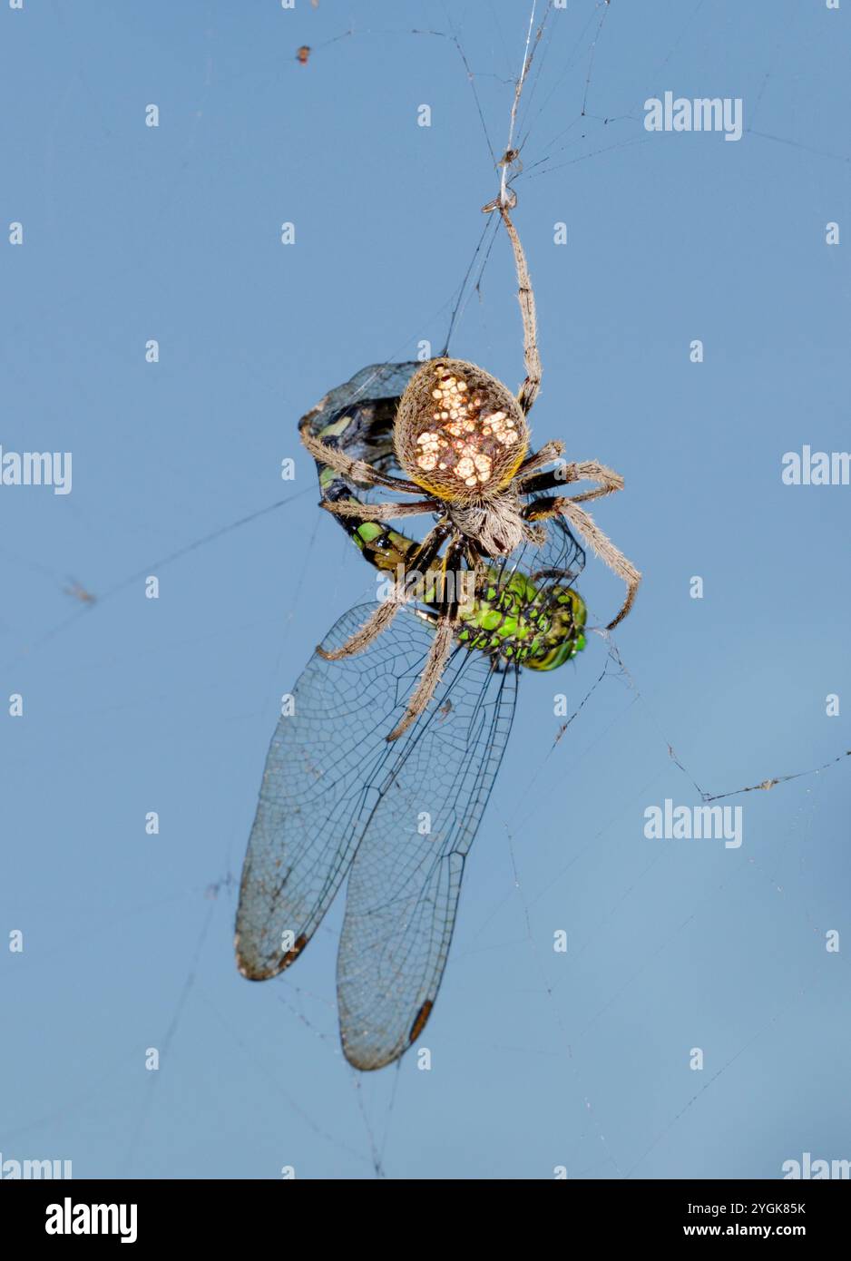 Tropische Orbweaver Spinnen (Eriophora ravilla), die eine gefangene östliche Pondhawk-Libelle (Erythemis simplicicollis) durch das Netz hüllt, Brazos Bend, Texas, USA Stockfoto