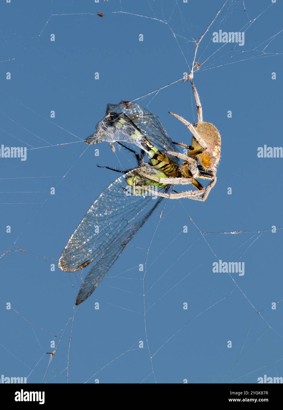 Tropische Orbweaver Spinnen (Eriophora ravilla), die eine gefangene östliche Pondhawk-Libelle (Erythemis simplicicollis) durch das Netz hüllt, Brazos Bend, Texas, USA Stockfoto