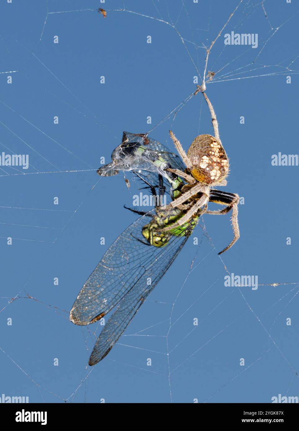 Tropische Orbweaver Spinnen (Eriophora ravilla), die eine gefangene östliche Pondhawk-Libelle (Erythemis simplicicollis) durch das Netz hüllt, Brazos Bend, Texas, USA Stockfoto