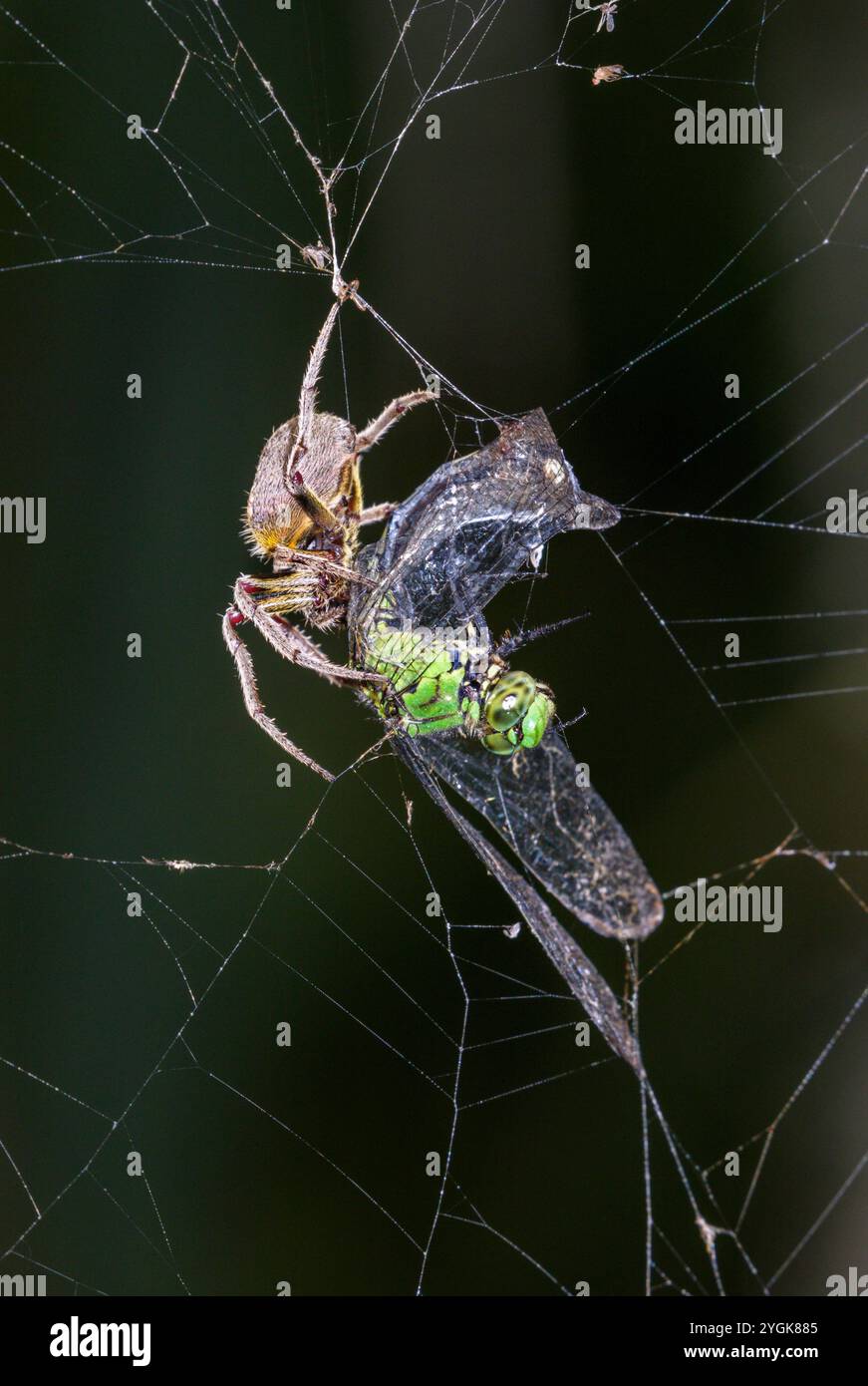 Tropische Orbweaver Spinnen (Eriophora ravilla), die eine gefangene östliche Pondhawk-Libelle (Erythemis simplicicollis) durch das Netz hüllt, Brazos Bend, Texas, USA Stockfoto